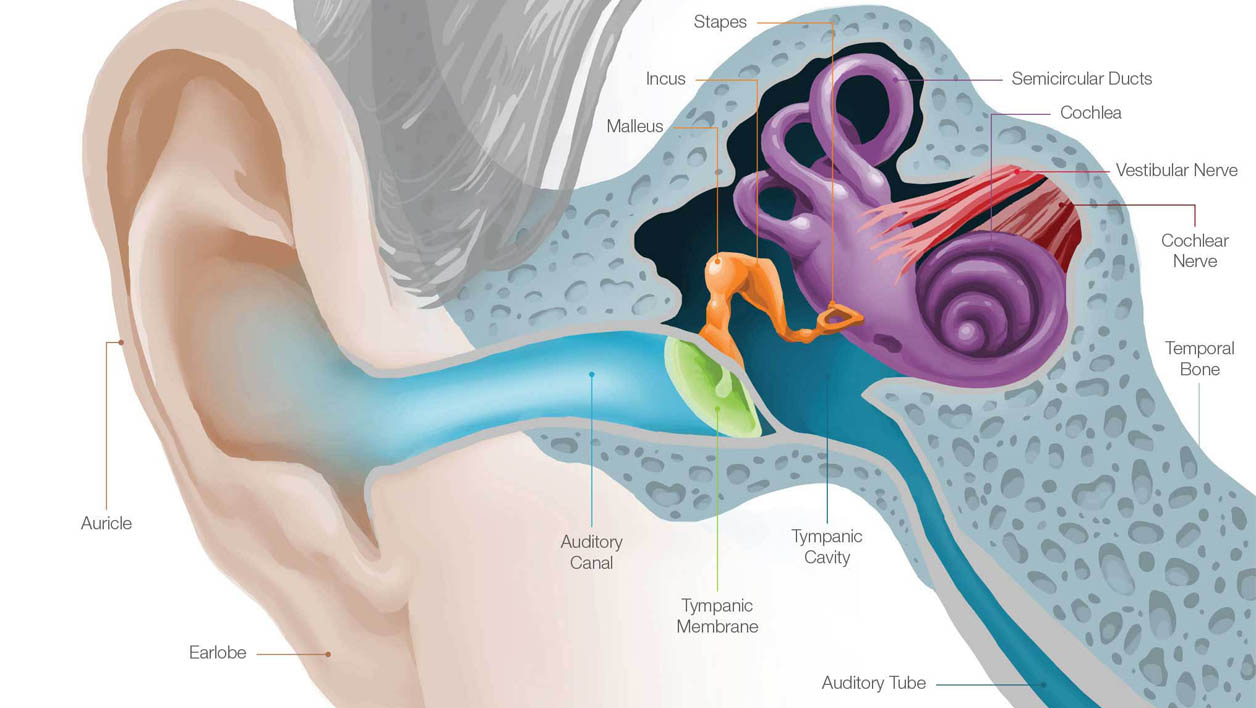 Human ear anatomy